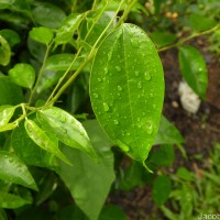 Celtis timorensis Span.